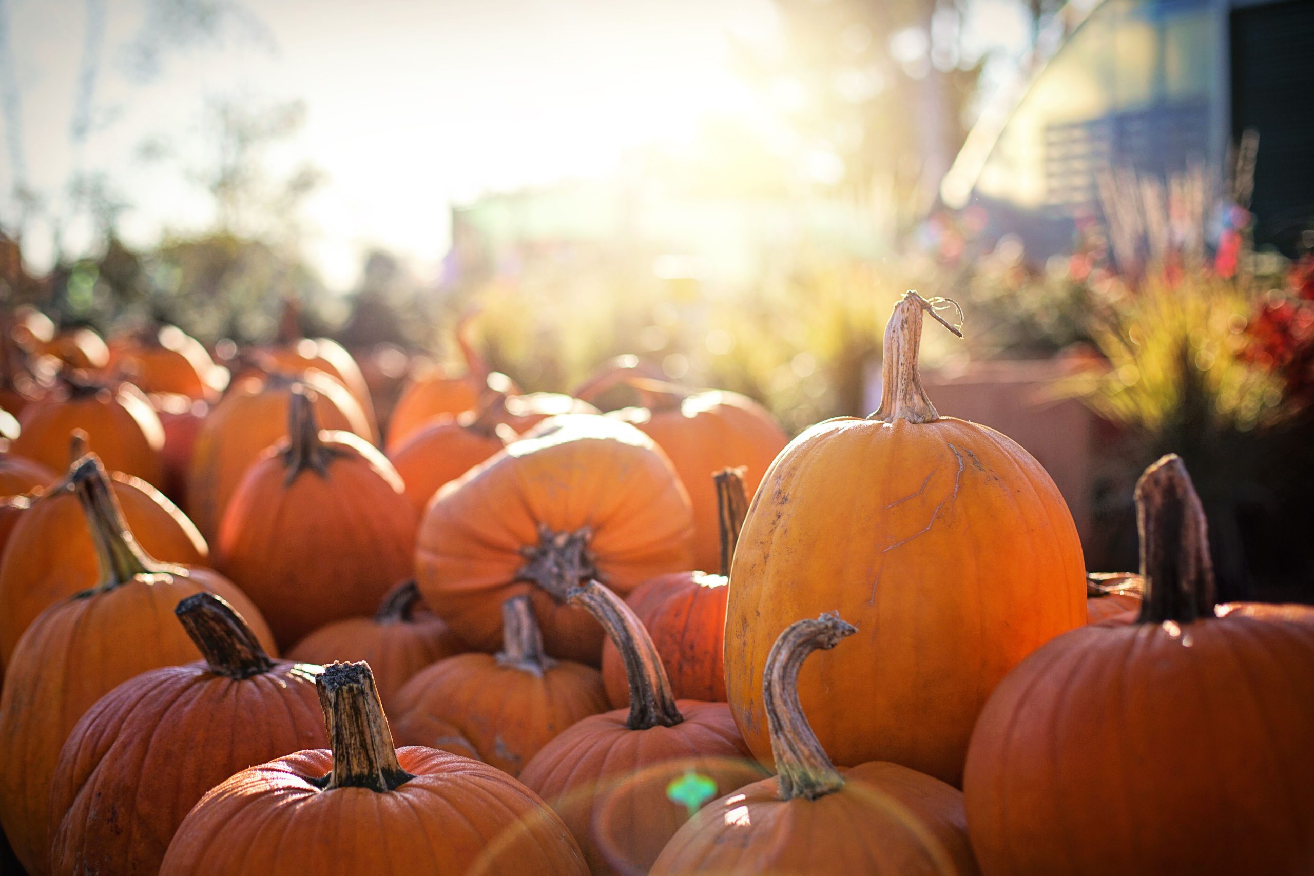 Pumpkin Patch Season Is Here: 16 Patches Across Palm Beach County